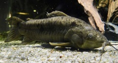 ブラックホプロ(カワスイ　川崎水族館)