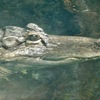 ミシシッピーワニ(天王寺動物園)