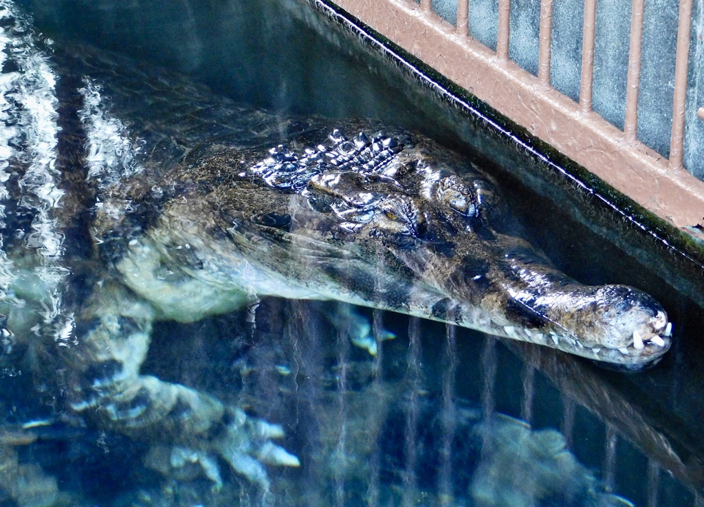 マレーガビアル(熱川バナナワニ園)