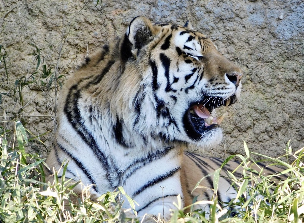 アムールトラ(多摩動物公園)