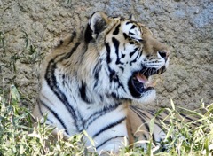 アムールトラ(多摩動物公園)