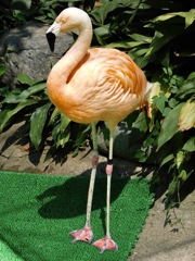 チリーフラミンゴ(野毛山動物園)