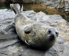 ゴマフアザラシ(しながわ水族館)