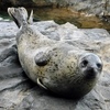 ゴマフアザラシ(しながわ水族館)