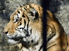 アムールトラ(多摩動物公園)