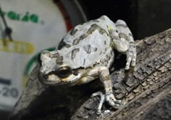ニホンアマガエル(しながわ水族館)