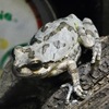 ニホンアマガエル(しながわ水族館)