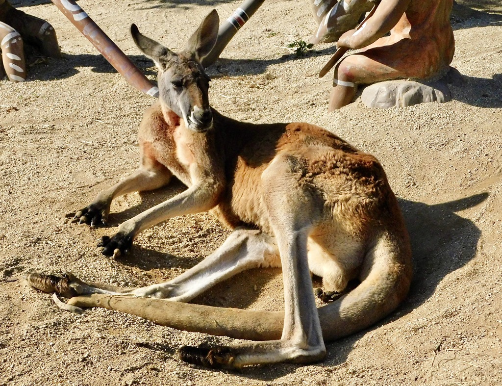 アカカンガルー(東武動物公園)