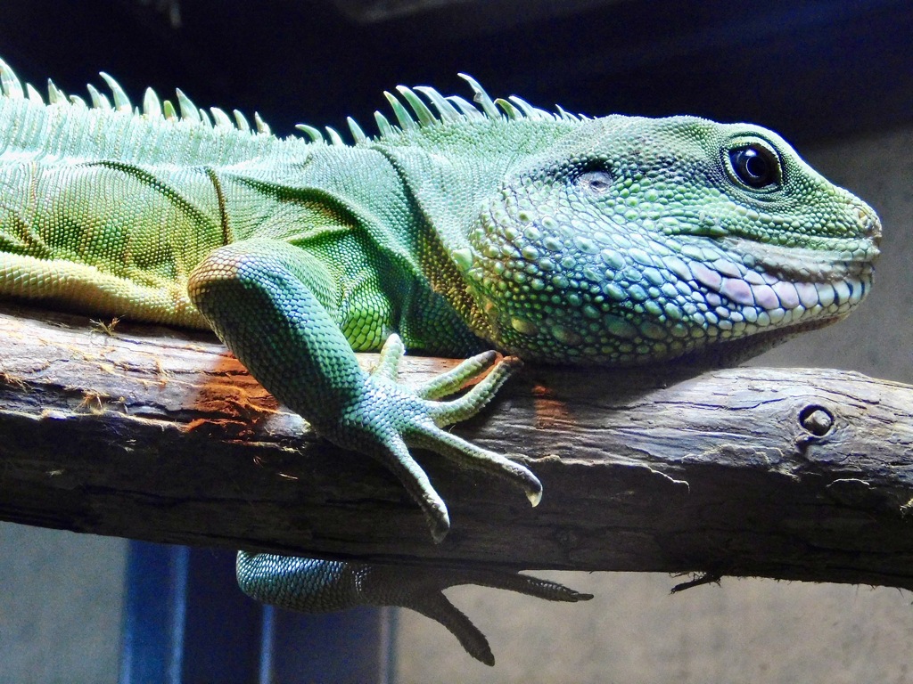 インドシナウォータードラゴン(足立区生物園)