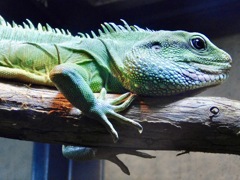 インドシナウォータードラゴン(足立区生物園)