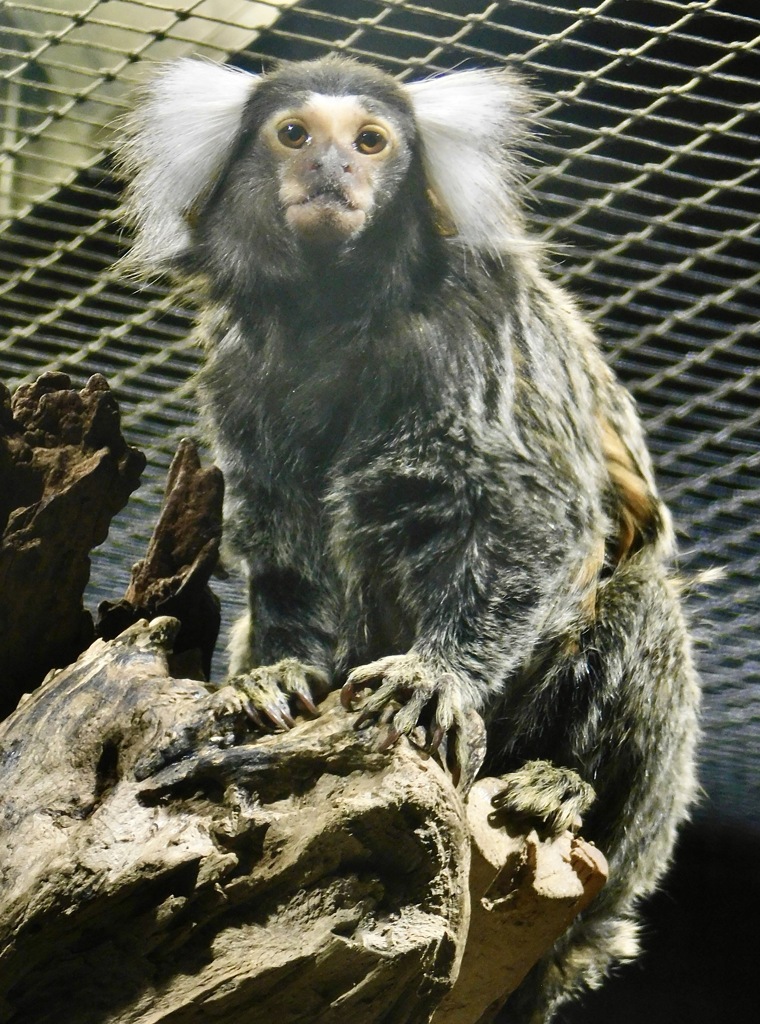 コモンマーモセット(カワスイ　川崎水族館)