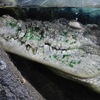 イリエワニ(上野動物園)