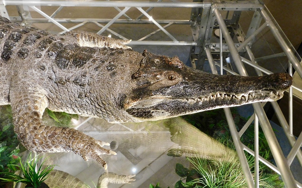 アフリカクチナガワニの剥製(国立科学博物館)