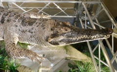 アフリカクチナガワニの剥製(国立科学博物館)