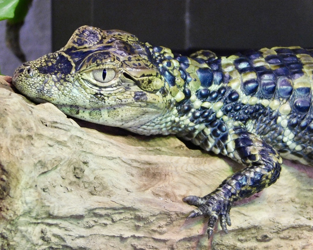 クチヒロカイマンの幼体(熱川バナナワニ園)