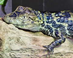 クチヒロカイマンの幼体(熱川バナナワニ園)