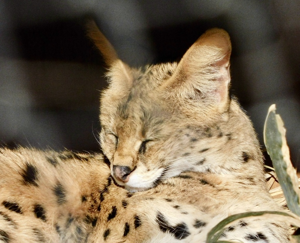 サーバル(多摩動物公園)
