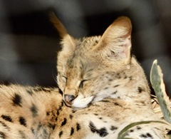 サーバル(多摩動物公園)
