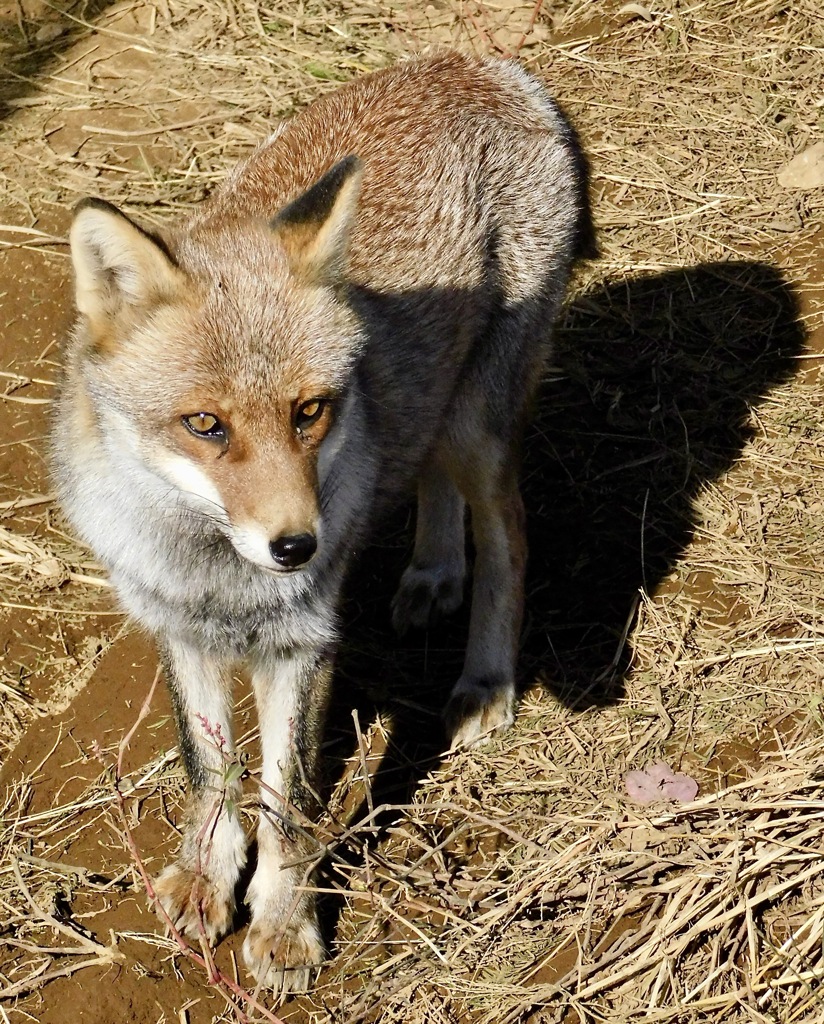 ホンドギツネ(東武動物公園)