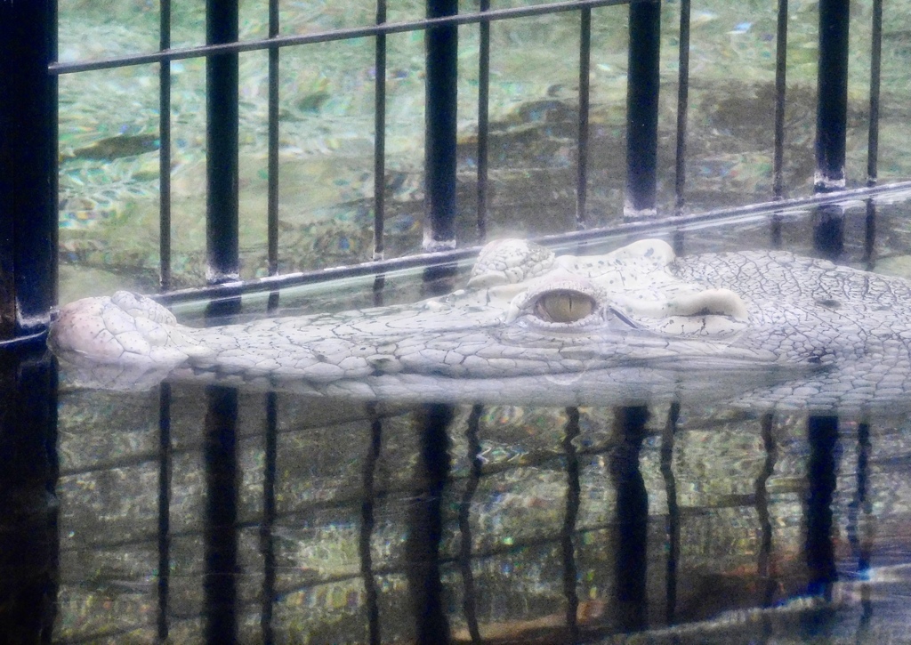 白いイリエワニ(熱川バナナワニ園)