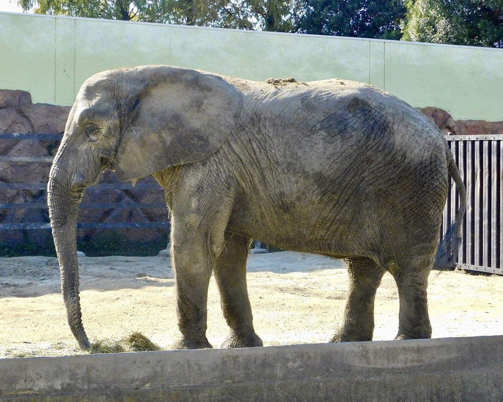アフリカゾウ(東武動物公園)