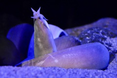 ヌタウナギ(しながわ水族館)