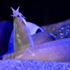 ヌタウナギ(しながわ水族館)