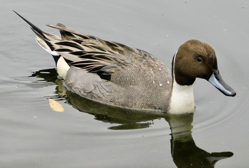 オナガガモ(しながわ区民公園)