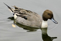 オナガガモ(しながわ区民公園)