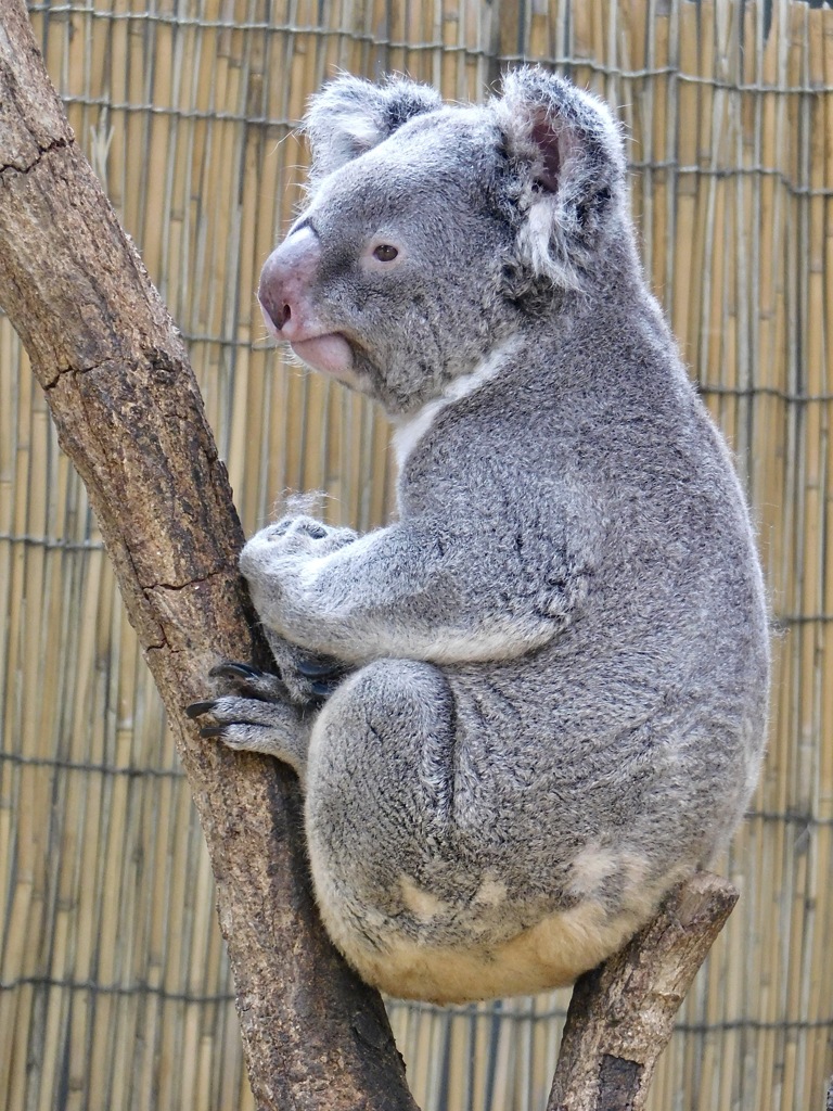 コアラ(神戸市立王子動物園)