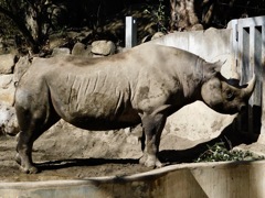 ヒガシクロサイ(上野動物園)