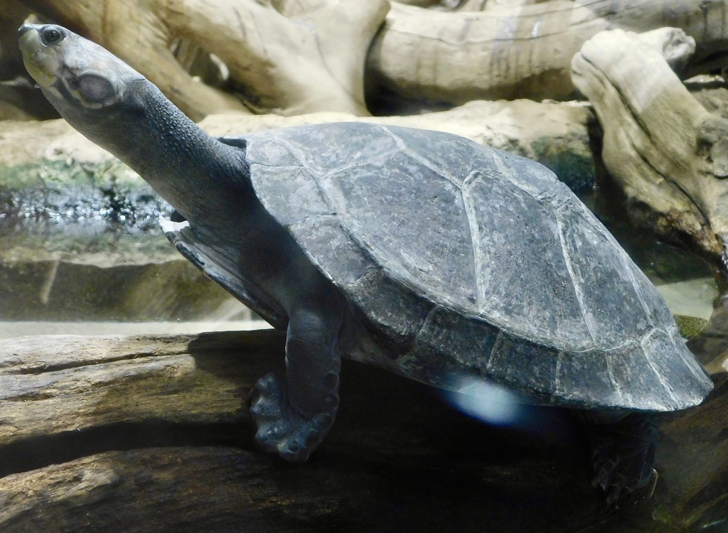 モンキヨコクビガメ(カワスイ　川崎水族館)