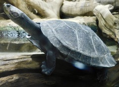 モンキヨコクビガメ(カワスイ　川崎水族館)