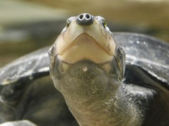モンキヨコクビガメ(カワスイ　川崎水族館)