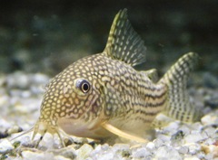 コリドラス・ステルバイ(カワスイ　川崎水族館)