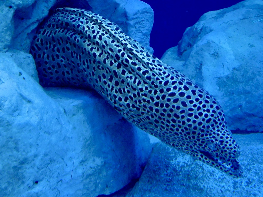 インディアンモレイ？ニセゴイシウツボ？(しながわ水族館)