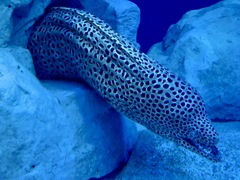 インディアンモレイ？ニセゴイシウツボ？(しながわ水族館)