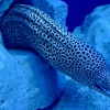 インディアンモレイ？ニセゴイシウツボ？(しながわ水族館)