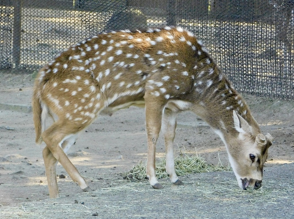 アクシスジカ(東武動物公園)