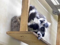 ワオキツネザル(夢見ヶ崎動物公園)
