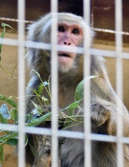 亜種間雑種のニホンザル(上野動物園)