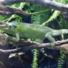 ジャクソンカメレオン(カワスイ　川崎水族館)