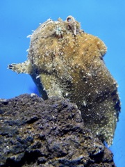 カエルアンコウ(しながわ水族館)