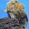 カエルアンコウ(しながわ水族館)
