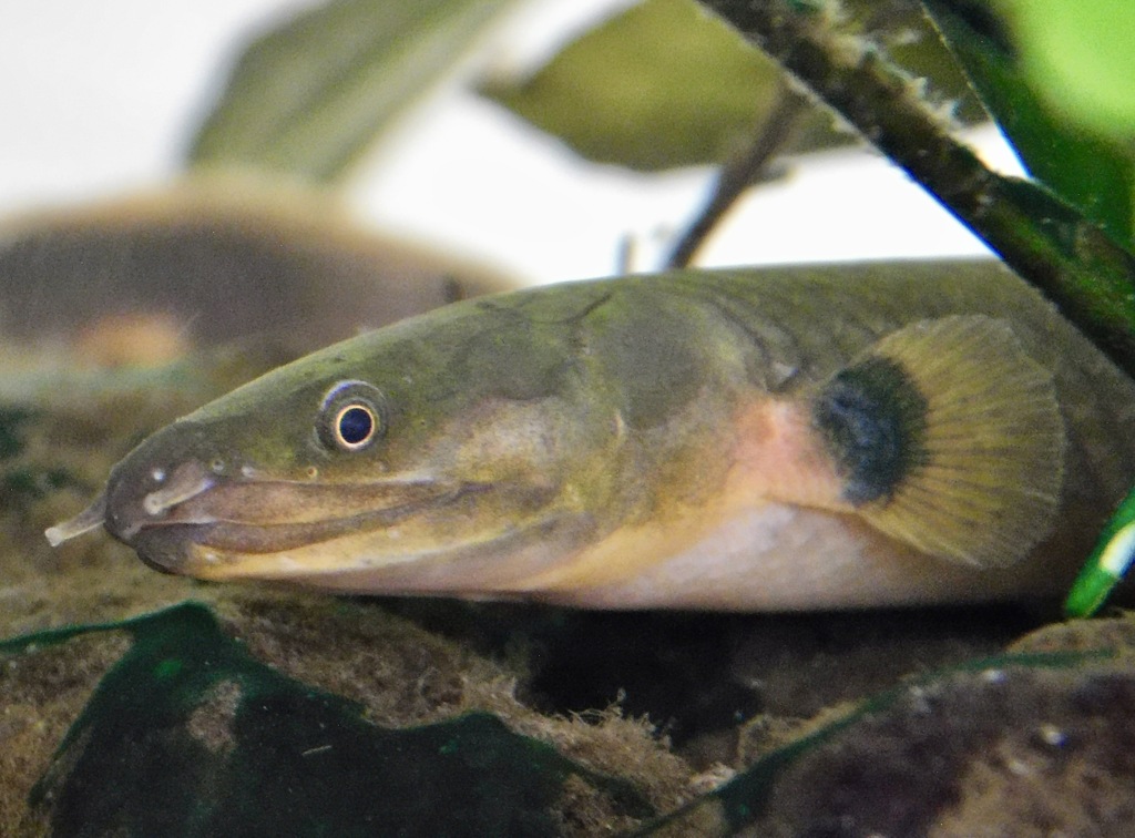 アミメウナギ(浦安市交通公園)