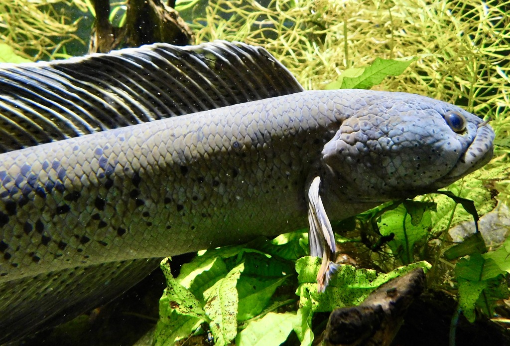 チャンナ・バルカ(カワスイ　川崎水族館)