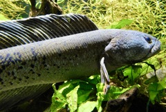 チャンナ・バルカ(カワスイ　川崎水族館)