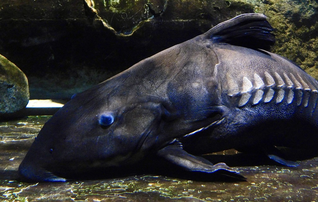 オキシドラス(しながわ水族館)
