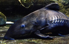 オキシドラス(しながわ水族館)