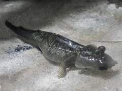 ミナミトビハゼ(板橋区立熱帯環境植物館)